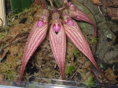orkide.JPG